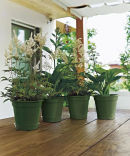 Vaso Garden photo 1