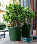 Vaso Garden photo 0