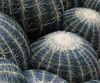 Sofa Canapé Cactus photo 1