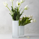 Vaso Lucca photo 1