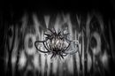Lampada Medusa photo 2