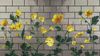 Mosaico Ranunculus photo 1