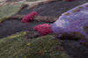 Teppich Savage Flowers: Blossom photo 7